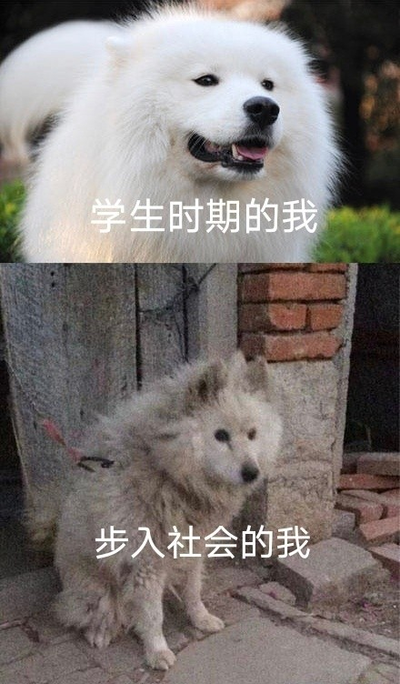 双非大三，绩点低，想去香港留学来得及吗？怎么补救？